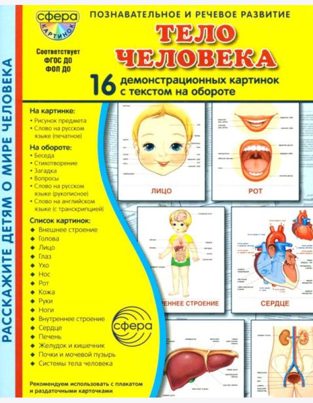 Тело человека. 16 демонстационных картинок с текстом на обороте